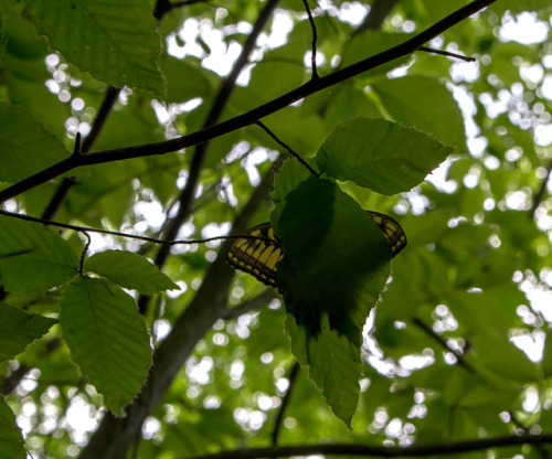 microcosmicobservations: Resting swallowtail butterfly 4/17 at Hemlock Bluffs, North Carolina