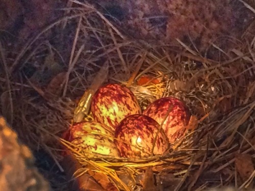 bird egg