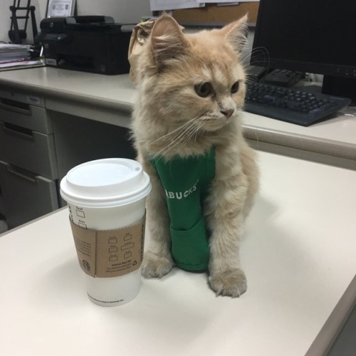 justcatposts:“Sir, there is nothing but milk in my latte”