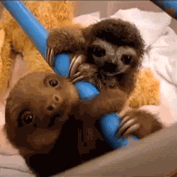 woodcommalithia:  “The Sloths Are Coming” - x 
