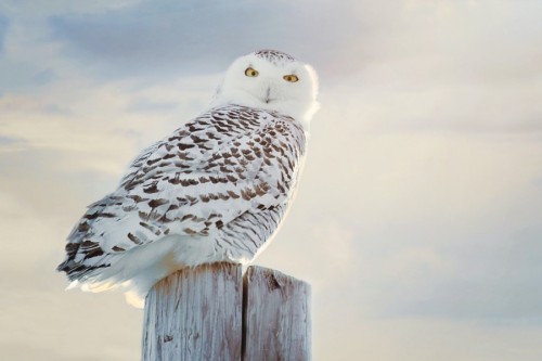 morethanphotography:  Snowy Owl 2 by skenworthy 
