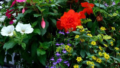 A Full Hanging Basket.