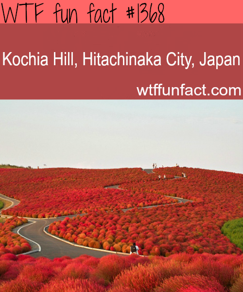 wtf-fun-factss:  Kochia Hill, Hitachinaka City, Japan / places to visit MORE OF WTF