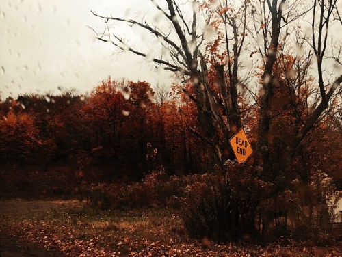 library-mermaid:  My street this week 🍁✨🍂 