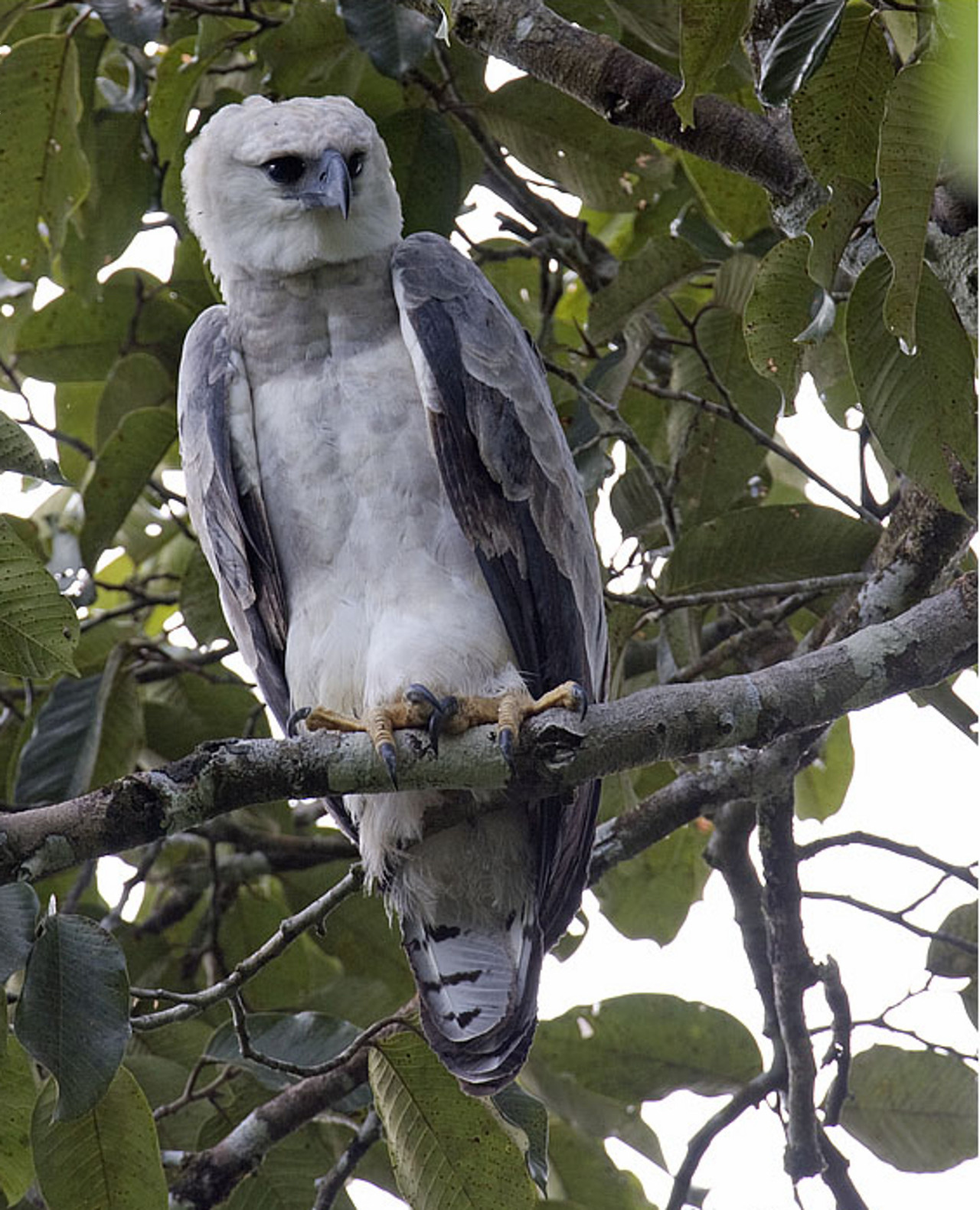 iainyork:
“  harpy eagle, ecuador. photograph by tom munson.
”