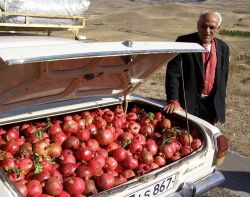 luvarmenia:  Сегодня праздник урожая в Армении 