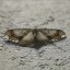 papillon-blue