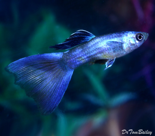 izzy-the-fish-girl:Moscow Blue Male Guppy