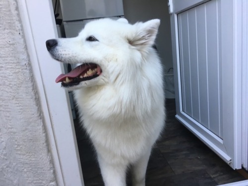 cloudthesamoyed: