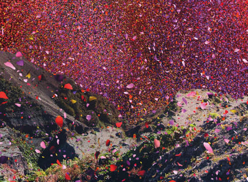 from89:  from89: Nick Meek photographs costa rica covered in flower petals for sony.  