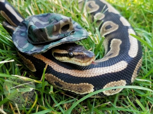 snekjunkie - Can’t see me. Such camo. Much hide.