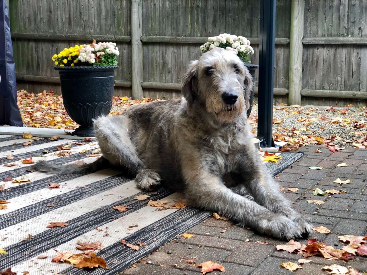 meganimals:  murphy the irish wolfhound