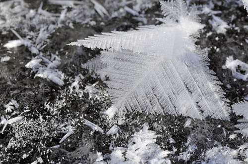 Porn photo wolfdancer:  “Frost Flowers” Form an