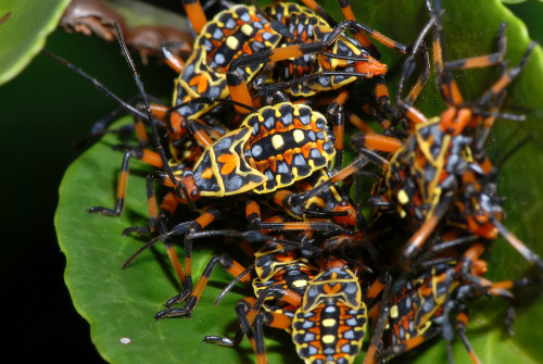onenicebugperday:Leaf-footed bug nymphs in the genus PachylisFound throughout Mexico, Central Americ