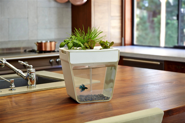 cjwho:  Home Aquaponics Kit: Self-Cleaning Fish Tank That Grows Food Grow fresh produce