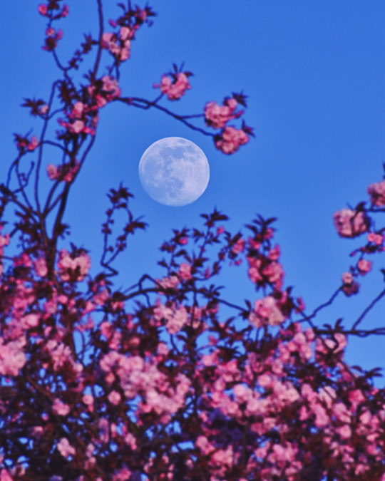 Porn Pics wonders-of-the-cosmos:Pink and the Perigee