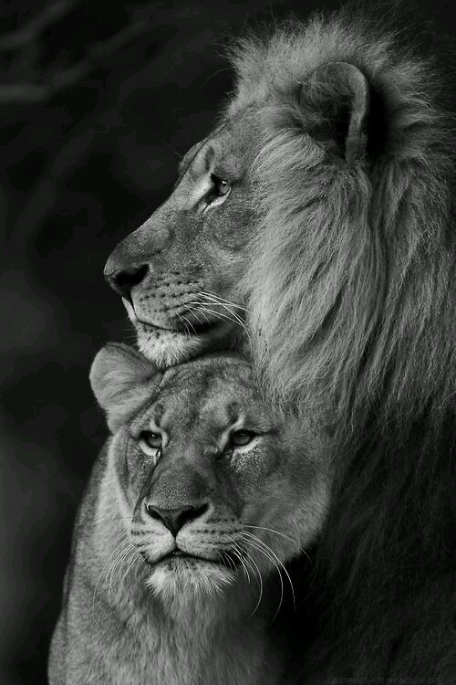 LIONS