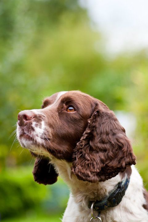 tinamotta:  Fonte Pinterest , English Springer. By Poochography. ef17b656bc60a8ba840dbb71e495f727Pos