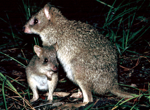 Northern Bettong (Bettongia tropica)
An adorable nocturnal little bettong .Weighing up to 1400 g , this little cutey feasts upon fungi,roots,tubers,seeds and insects and is currently Endangered due to changed fungi caused by fire.