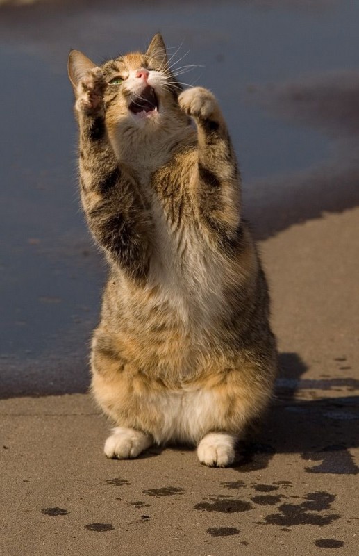 kittehkats:  Cat Interpretive Dance # 9 Dandelion floofs on an Autum Breeze  Found