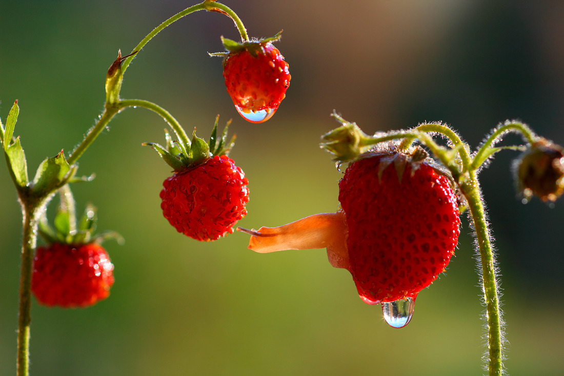 nubbsgalore:  photos by vladim trunov  (more precious lil snail buddies) 