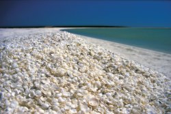 She Sells Sea Shells (Shell Beach In The Shark Bay Region Of Western Australia Is