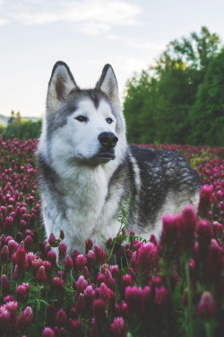 lsleofskye:  Stings like a bee | loki_the_wolfdog