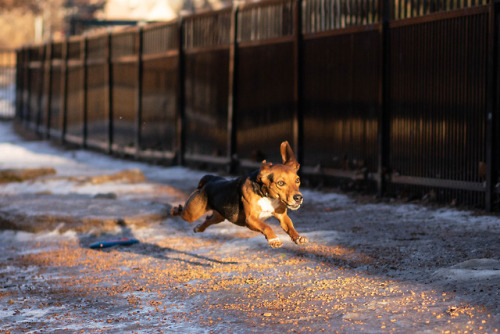 Loring Dog Park Zoomies