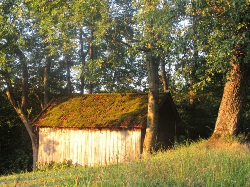 sunbursts-and-marblehalls:Little shed with a mossy roof. 