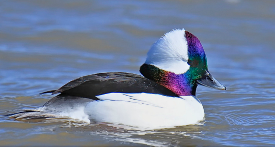 tinysaurus-rex: mind-if-i-scream:   todaysbird:   vampireapologist:   tavley:  beatlemeat:  can you believe how many species of ducks there are forever i thought there was only brown, white and green duck.   im a fan of this guy personally    Ruddy duck!