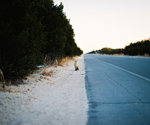 Fox Mourns The Loss Of His Friend Killed By A Passing Car.February 3, 2015 - Island Beach State Park