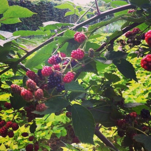 #garden #mûres #blackberry (à Saint Brice Sous Forêt (95))