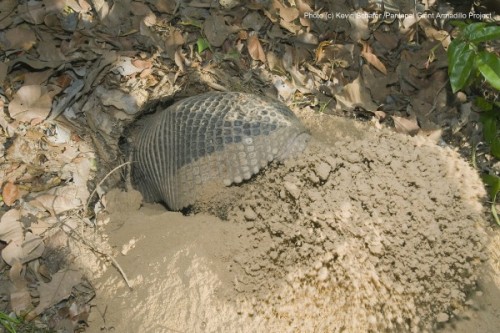 zsl-edge-of-existence:Unlike most armadillos, the giant armadillo is incapable of rolling into a bal