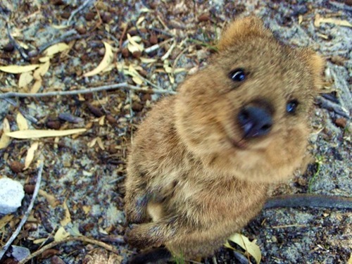 Meet the happiest animal in the world