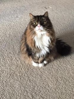 cuteanimalspics:  My 15-year-old cat (Source: http://ift.tt/1Jh1XwH)