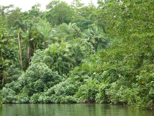 oceaniatropics: Daintree river, Queensland, Australia