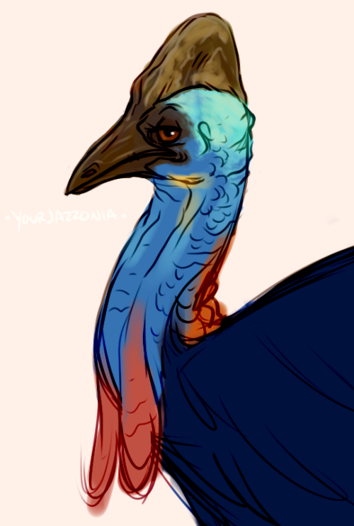 cassowary warm up doodle from a week ago