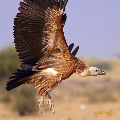 SCAVANGER !! A Griffon Vulture took off !! #bnsnatureshot #bns_india #tweetsuites #vq_birds #tweetsu