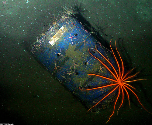 Brisingid starfish, brittle stars and chrinoids on an old barrelA large brisingid starfish is accomp