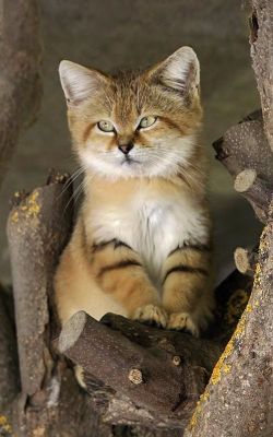  The Desert Cat AKA Sand Cat 