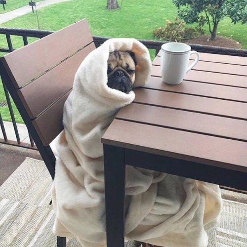 acountrygirlblog:Me when I have to get up before noon.