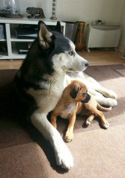 awwww-cute:  Strider the husky and Teddy the puggle puppy