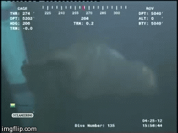 rider-waite:  joyceanfartboner:  unexplained-events:  Strange Marine Creature This