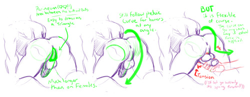 manisoke:  A friend asked me if I had any pointers on drawing dingle dongles and I may or may not have gotten totally carried away and drew out a bunch of stuff, heheh.Figured Id post it just in case any nsfw artists found it helpful at all~ Also if I