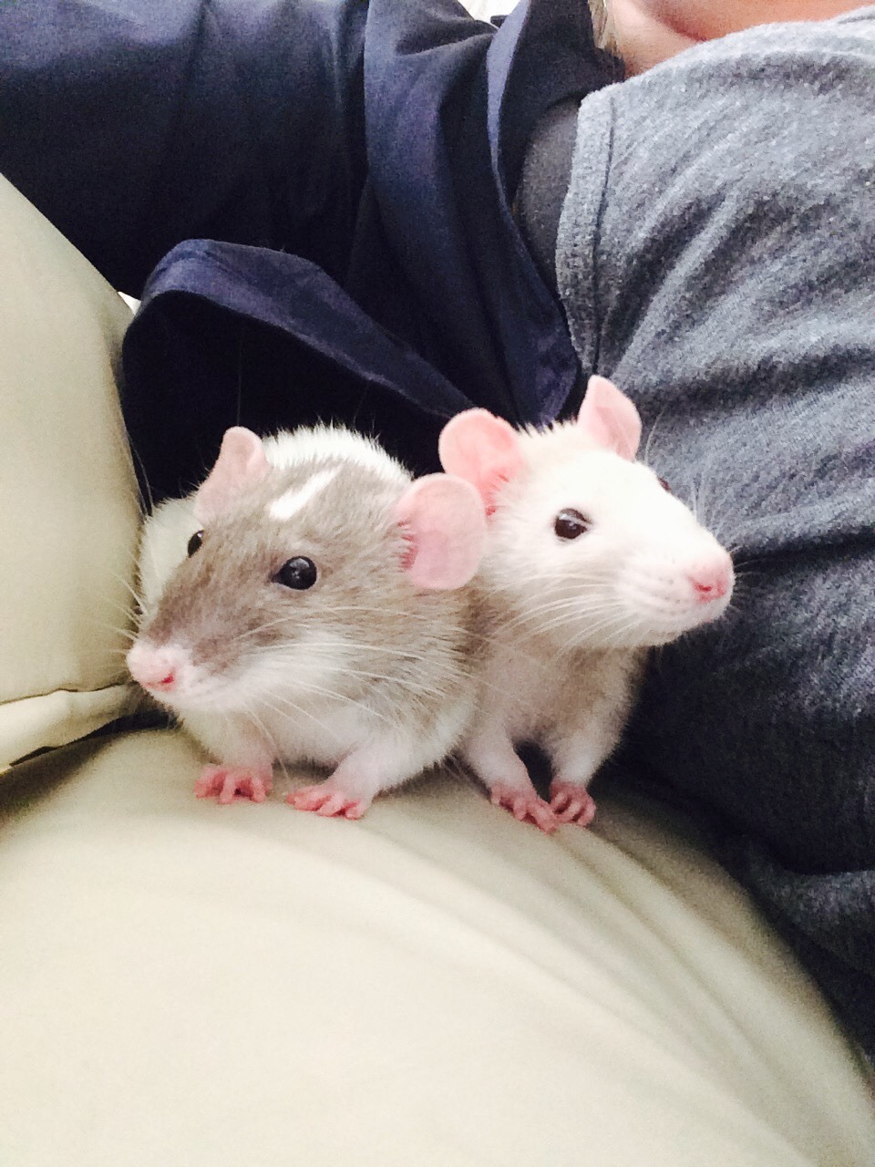 summersanimals:  Every one of these pictures is golden August 16, 2015 