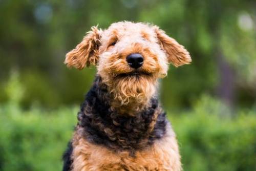 airedales:“Smize with the eyes” from Waldemar 1,5 years old in Sweden that enjoy summer :) [x]