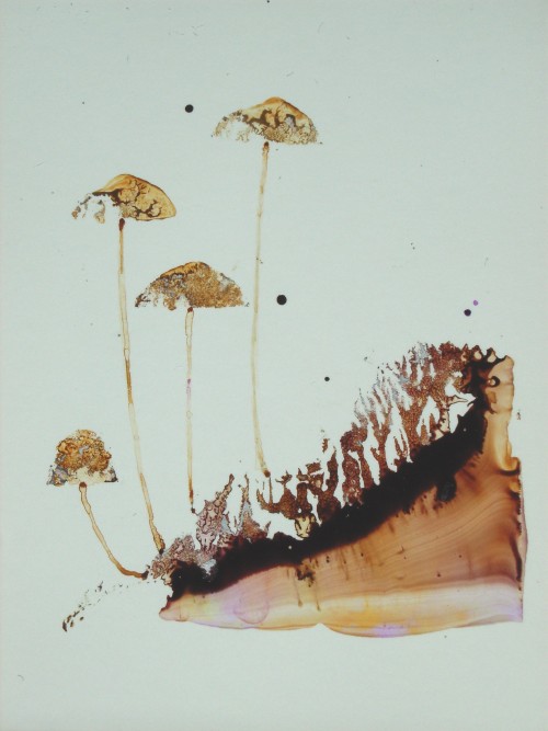 A sliver of Fungi and soil profile.They will still be there, in dark and hidden places.Acrylic paint