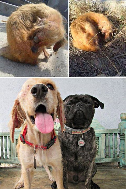 noches-frias:  radi-0-active:  bestvidsonline:  Rescued dogs - before and after!