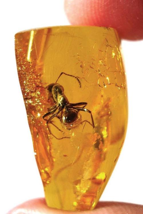 Large ant in amberBaltic amber (aka succinite) is 44 million years old, dating from the warm Eocene 