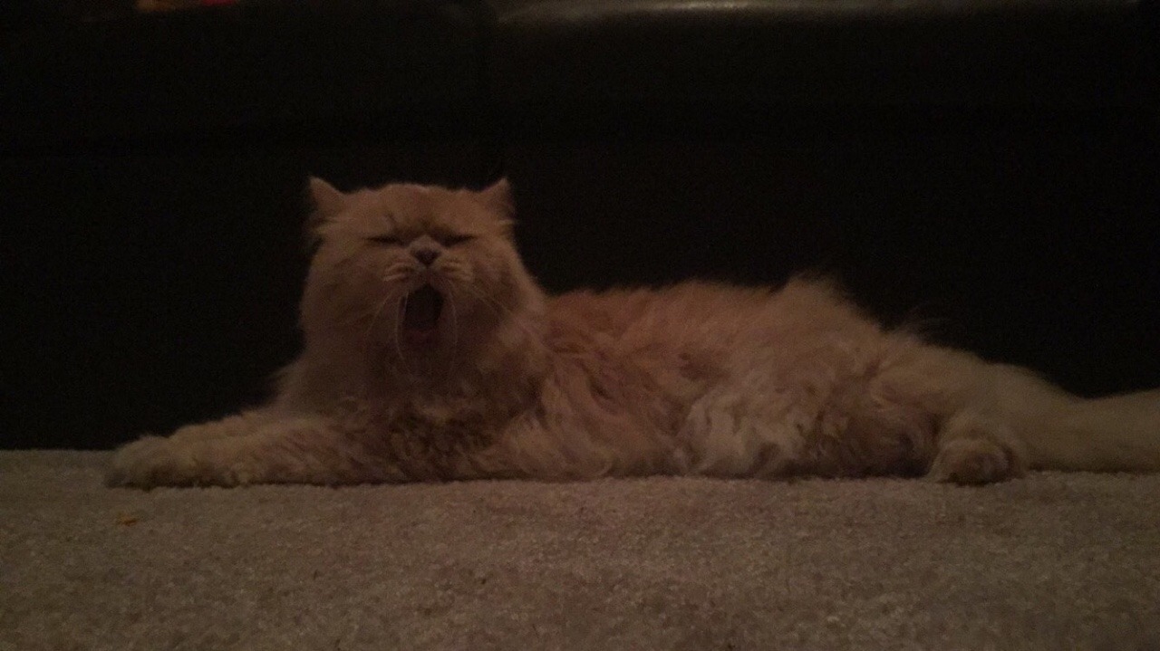 queen-miq:  He really likes to yell at the camera.